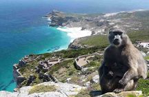 Full Day Cape Peninsula Tour in Private Car 