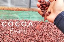 Cocoa and Cloud Forest private full day tour