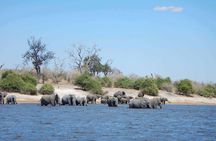 Chobe Day Safari From Victoria Falls