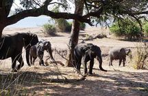 Chobe Day Safari From Victoria Falls