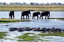 Chobe Day Safari From Victoria Falls