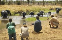 Three days Mikumi National Park, game drive and walking safari inside the park