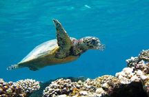 Marsa Mubarak Snorkeling Sea Trip Lunch and Transfer - Marsa Alam