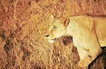 Nairobi National Park Half Day Tour