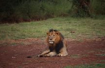 Nairobi National Park Half Day Tour