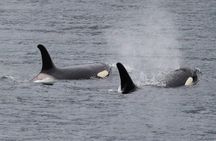 Saltwater Expedition Sightseeing & Wildlife - 6 Passenger Boat