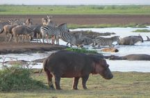 2 Day Tanzania Luxury Safari