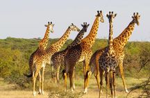 3 Day - Tarangire, Ngorongoro Crater Lake Manyara- Mid - Range 