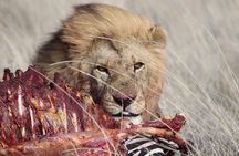3 Day Serengeti National Park & Ngorongoro Crater Camping Safari