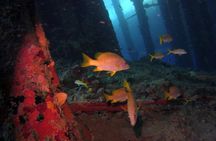 Certified Scuba Diving in Curacao