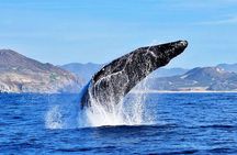 Whale Watching Tour -Incl FREE photos & Whale Sightings Guarantee