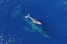 Whale Watching Tour -Incl FREE photos & Whale Sightings Guarantee