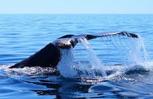 Whale Watching Tour -Incl FREE photos & Whale Sightings Guarantee
