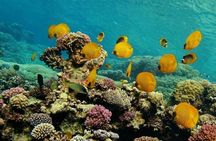 Ras Mohammed & White Island boat trip incl lunch and entrance fee