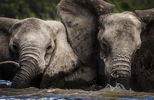 3 Days Safari - Selous Game Reserve