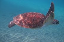 Diving and / or snorkeling day from a catamaran