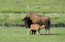 Private Yellowstone Wildlife Sightseeing Tour