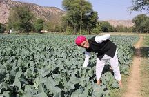 Local Farm and Village Visit with an Authentic Rajasthani Vegetarian Meal
