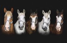 Beaufort’s #1 Horse & Carriage History Tour