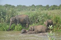 Udawalawe National Park Safari from Bentota