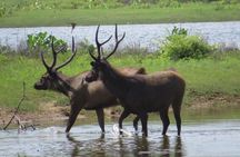 Yala National Park Safari from Mirissa
