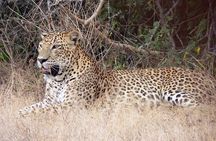 Yala National Park Safari from Mirissa