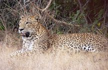 Yala National Park Safari from Hambantota Seaport