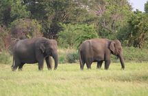 Minneriya National Park Safari from Polonnaruwa