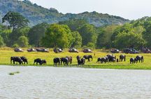 Minneriya National Park Safari from Habarana