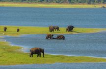 Minneriya National Park Safari from Habarana