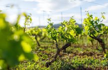 Wine Tasting Tour
