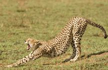 4 Days Tanzania Safari- Lake Manyara NP, Serengeti Np and Ngorongoro Crater