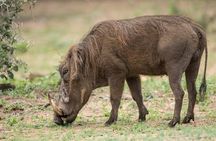2 Days Budget Camping Safari Tour Tanzania