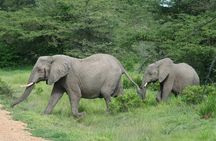 5 Days Safari to Selous & Mikumi