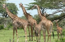 5 Days Safari to Selous & Mikumi