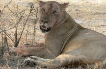5 Days Safari to Selous & Mikumi