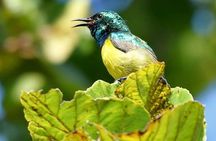 8 Days Safari to Mikumi, Ruaha & Udzungwa Mountains