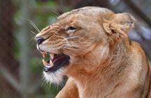 Lake Nakuru National Park Day Trip and Lake Naivasha Boat Ride 
