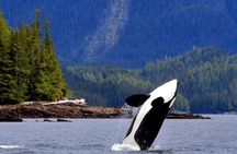 Misty Fjords Expedition - 6 Passenger Boat