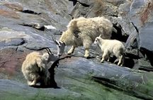 Misty Fjords Expedition - 6 Passenger Boat