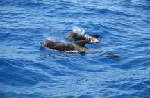 Tenerife: Whale and dolphin watching