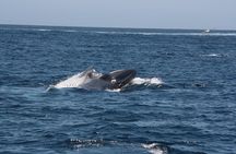 Tenerife: Whale and dolphin watching