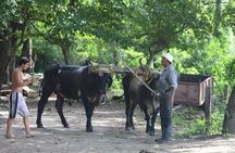 Palo Verde Jungle Tour