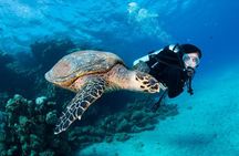 1 Tank Shore Dive at Sea Turtle Cove