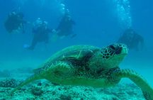 1 Tank Shore Dive at Sea Turtle Cove