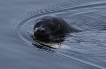Saltwater Expedition Sightseeing & Wildlife - 6 Passenger Boat