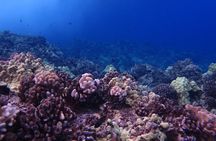 1 Tank Shore Dive at Sea Turtle Cove