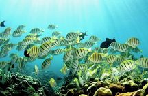 1 Tank Shore Dive at Sea Turtle Cove