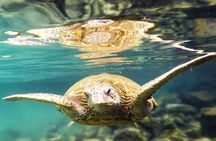 Introductory Beach Scuba Dive