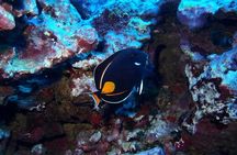 Introductory Beach Scuba Dive